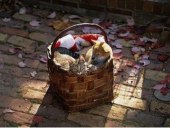 卡普空将于明年3月前公布一款未公开游戏 预计售出数百万套