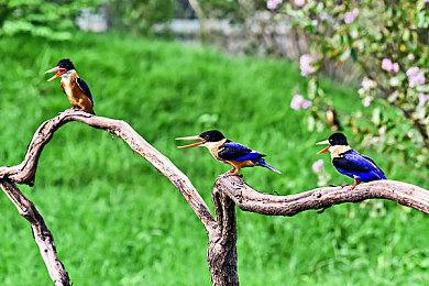 KK官方对战平台限时活动开启，邀您共赴仲夏夜之梦！